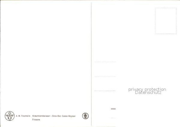 Voegel Kirschkernbeisser – Bild 2