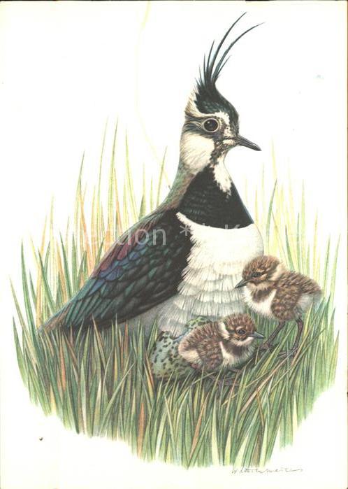 Voegel Kiebitz