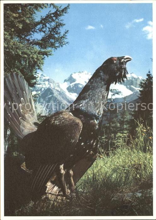 Voegel Auerhahn