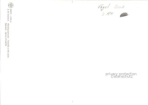 Voegel Mönchsgrasmücke – Bild 2