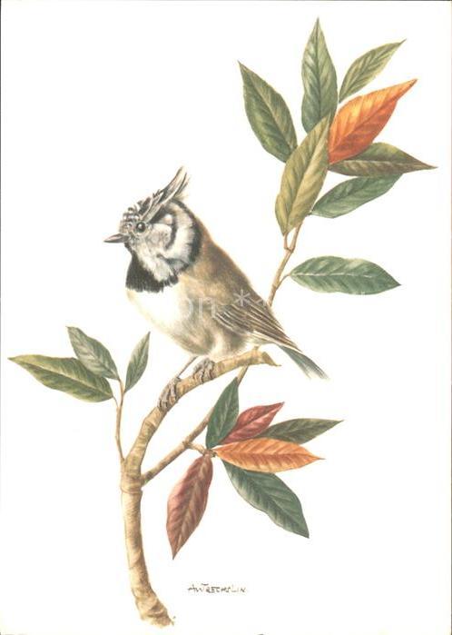 Voegel Haubenmeise