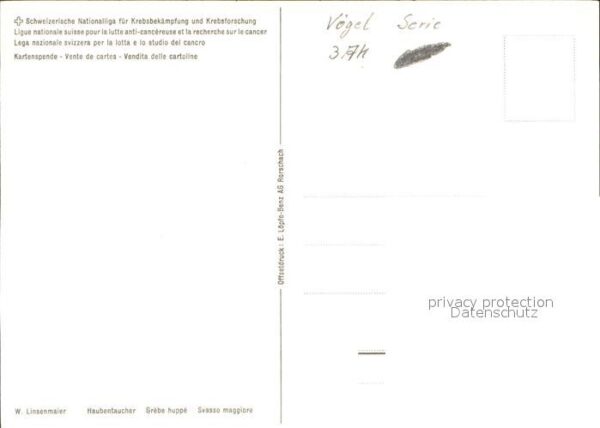 Voegel Haubentaucher – Bild 2