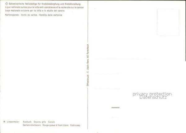 Voegel Kuckuck – Bild 2