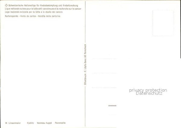 Voegel Kiebitz – Bild 2