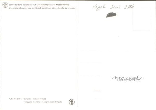 Voegel Bergfink – Bild 2