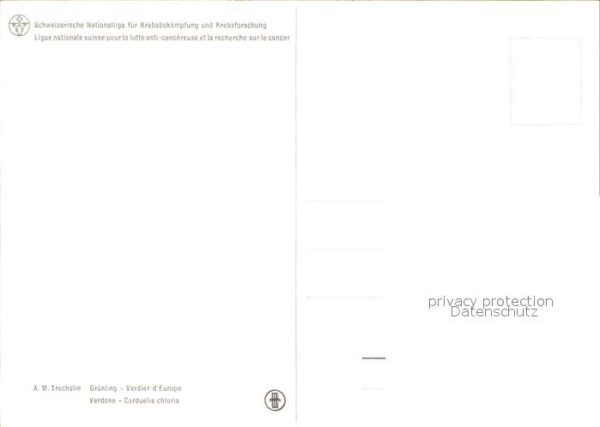 Voegel Grünling – Bild 2