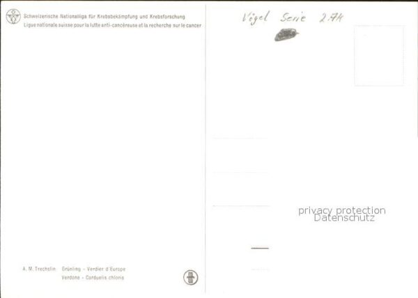 Voegel Grünling – Bild 2