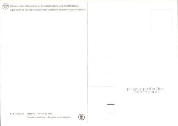 Voegel Bergfink – Bild 2