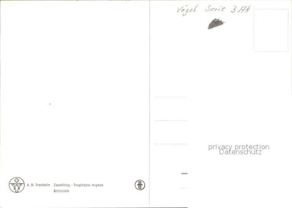 Voegel Zaunkönig – Bild 2