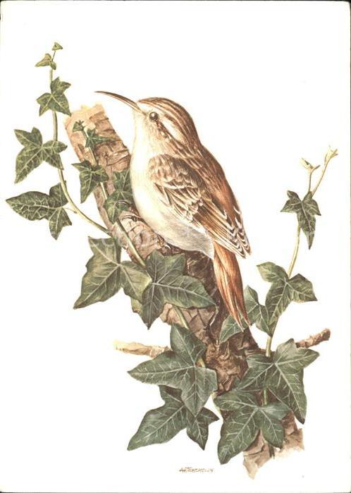 Voegel Waldbaumläufer