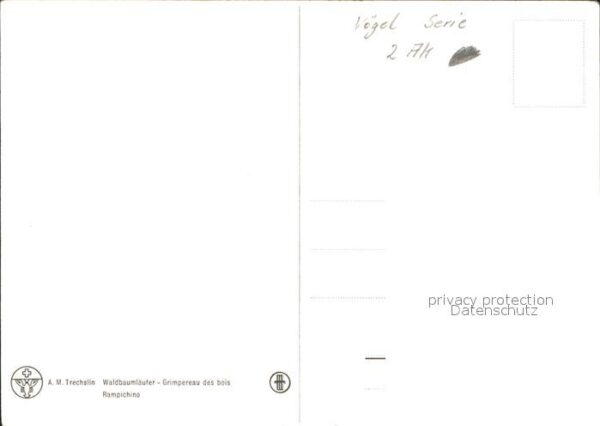 Voegel Waldbaumläufer – Bild 2