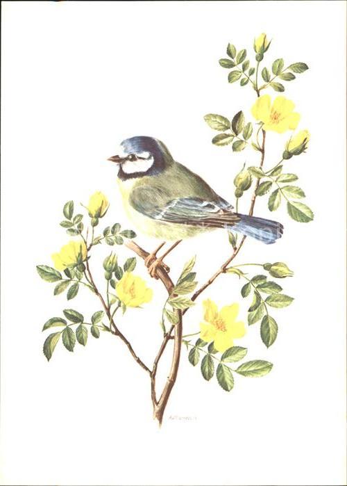 Voegel Blaumeise