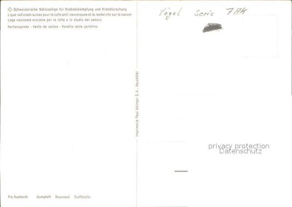 Voegel Dompfaff – Bild 2