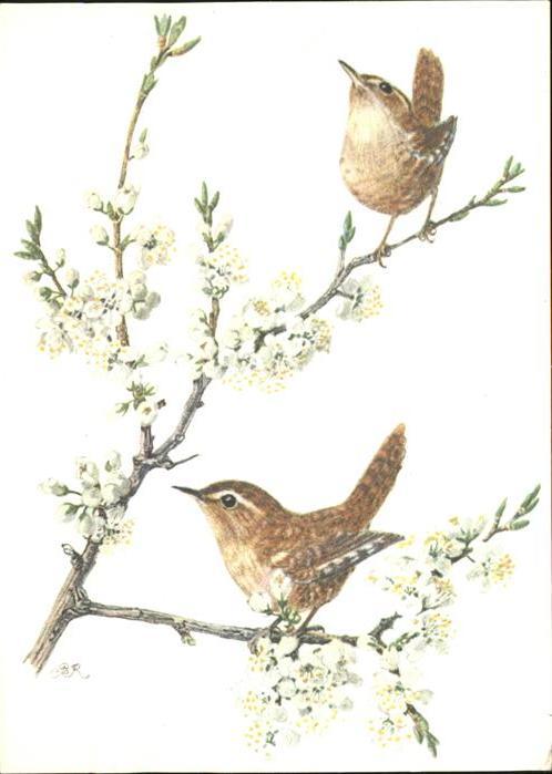 Voegel Zaunkönig