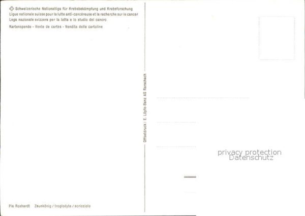 Voegel Zaunkönig – Bild 2