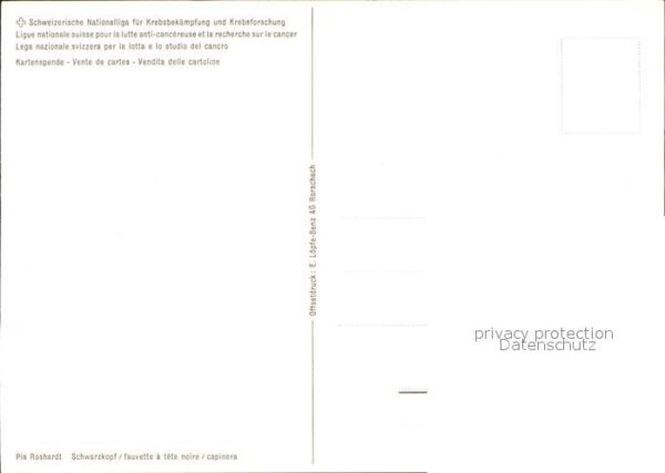 Voegel Schwarzkopf – Bild 2