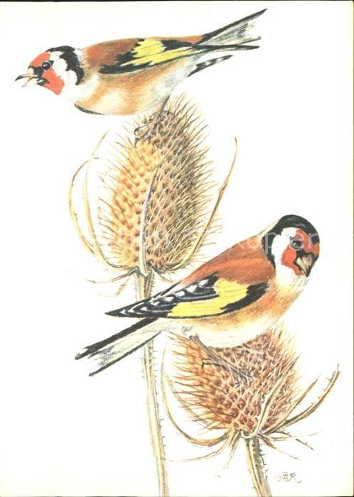 Voegel Distelfink