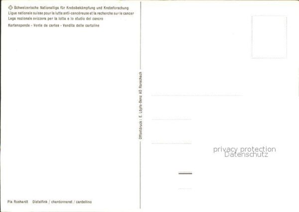 Voegel Distelfink – Bild 2