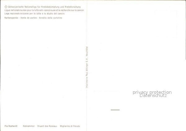 Voegel Rohrammer – Bild 2