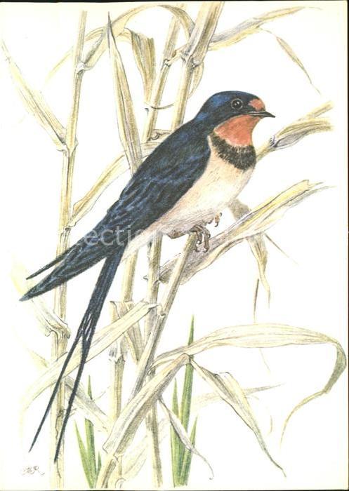 Voegel Rauschschwalbe