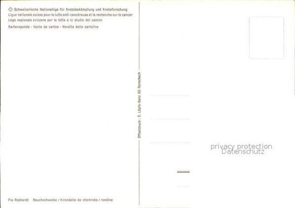 Voegel Rauschschwalbe – Bild 2