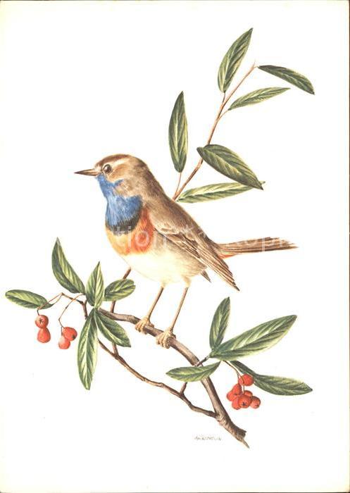 Voegel Blaukehlchen