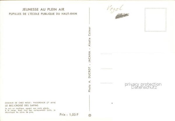 Voegel Le Bec Croise Des Sapins – Bild 2