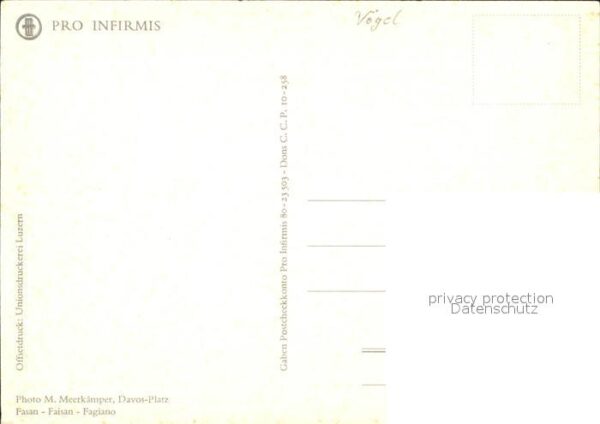 Voegel Fasan – Bild 2