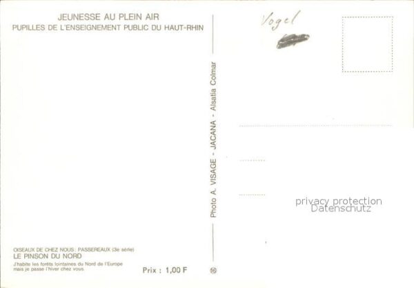 Voegel Le Pinson du Nord – Bild 2