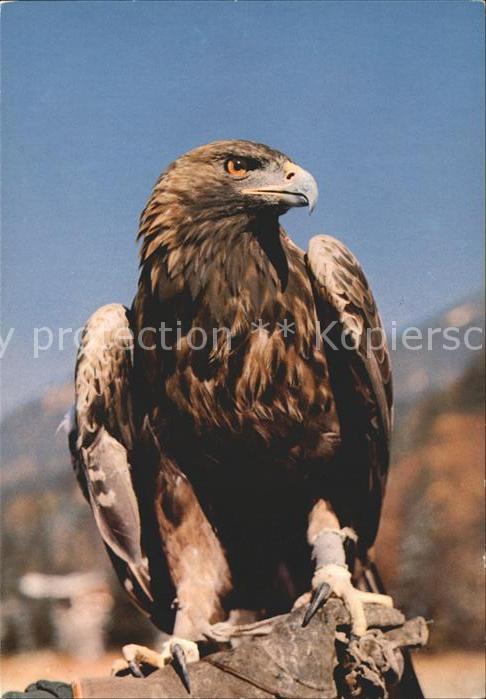 Voegel les Aigles