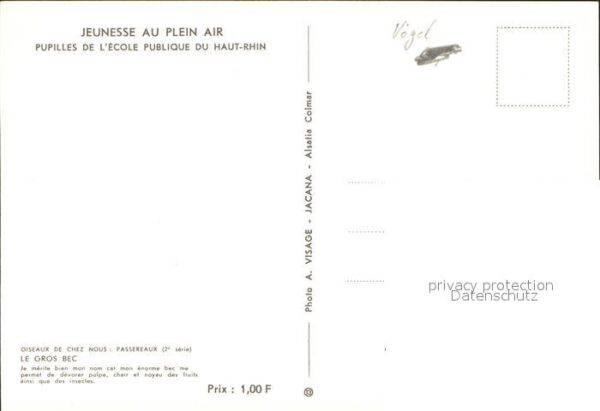 Voegel le Gros Bec – Bild 2