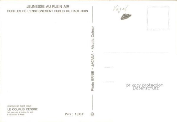 Voegel le courlis cendre – Bild 2