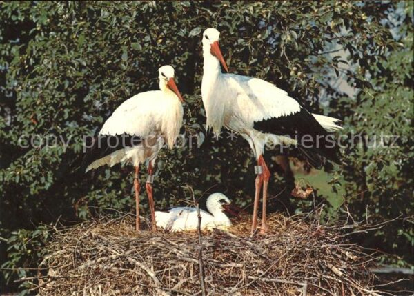 Storch Nest