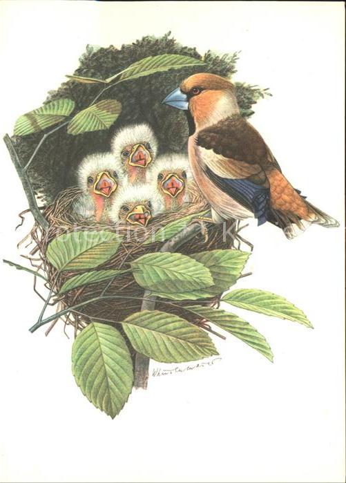 Voegel Kernbeisser Nest