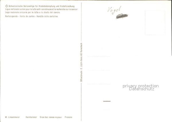 Voegel Kernbeisser Nest – Bild 2