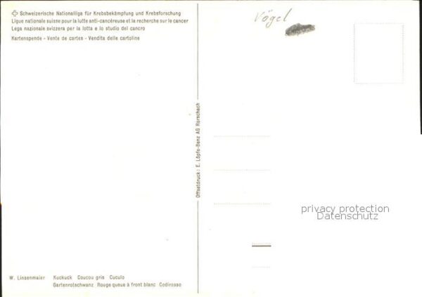 Voegel Kuckuck Fütterung – Bild 2