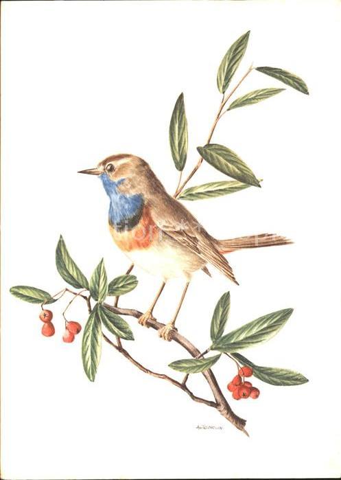 Voegel Blaukehlchen