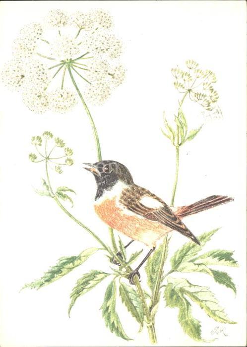 Voegel Schwarzkehlchen