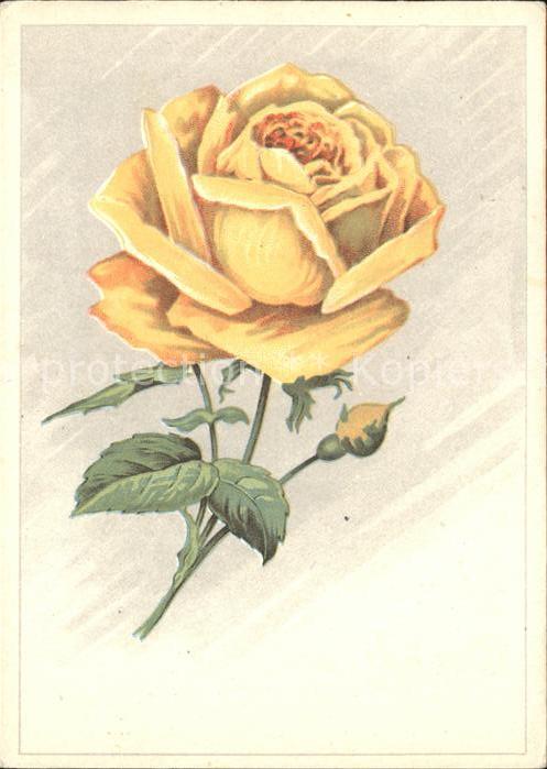 Rosen Zeichnung