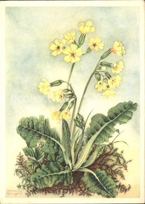 Blumen Frühlings Schlüsselblume