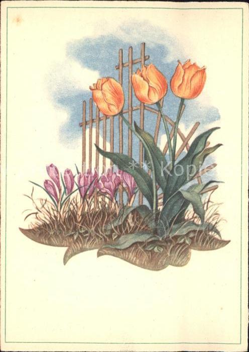 Blumen Tulpen