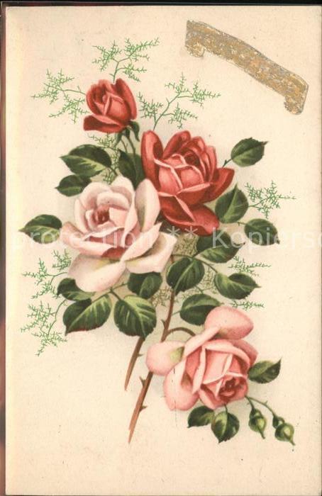 Rosen Zeichnung