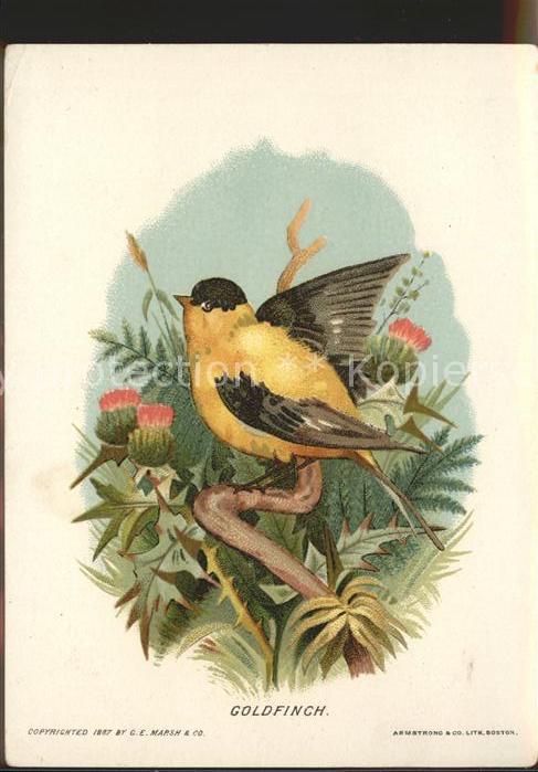 Voegel Goldfinch Zeichnung Geschichte