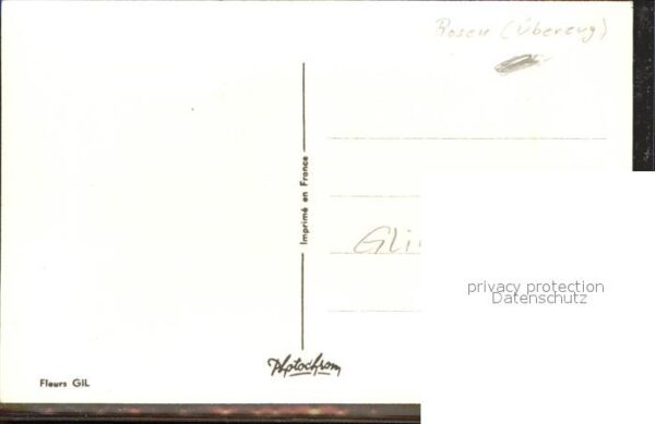 Rosen Bonne fete Glimmer – Bild 2