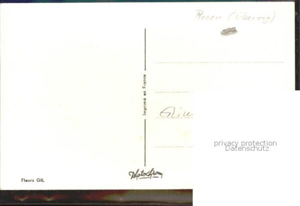 Rosen Bonne fete Glimmer – Bild 2
