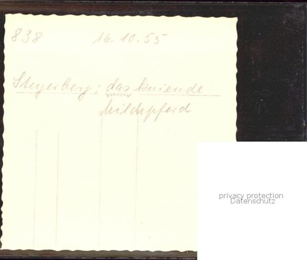 Steyerberg Milchpferd – Bild 2