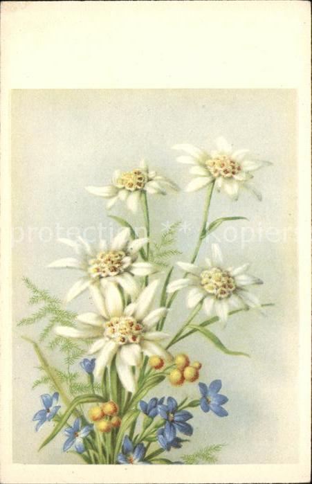 Edelweiss Blumenstrauss