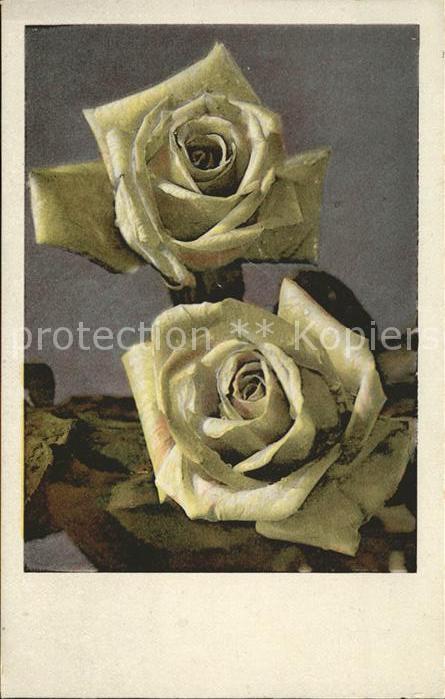 Rosen