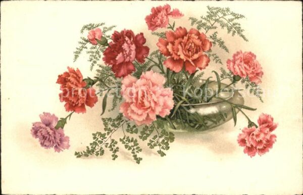 Blumen Nelken