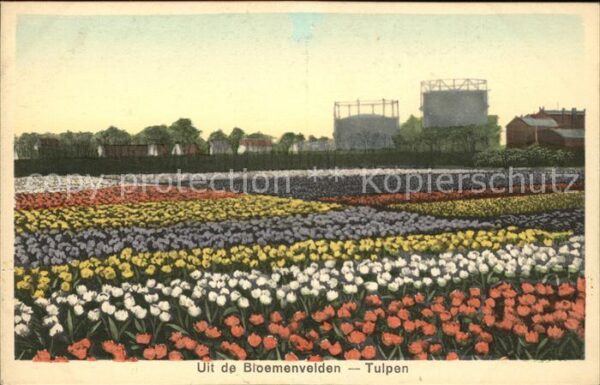 Blumen Tulpenfeld